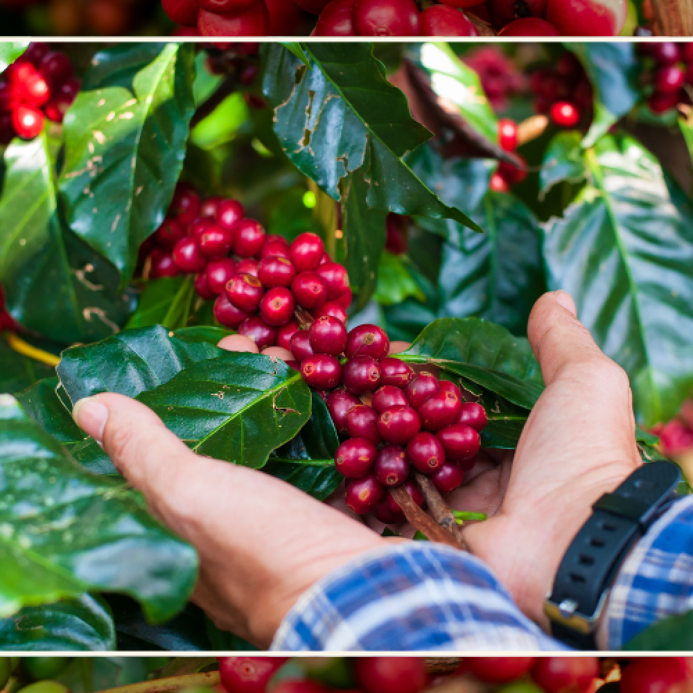 Nguyên bản từ giá trị đích thực của hạt cà phê