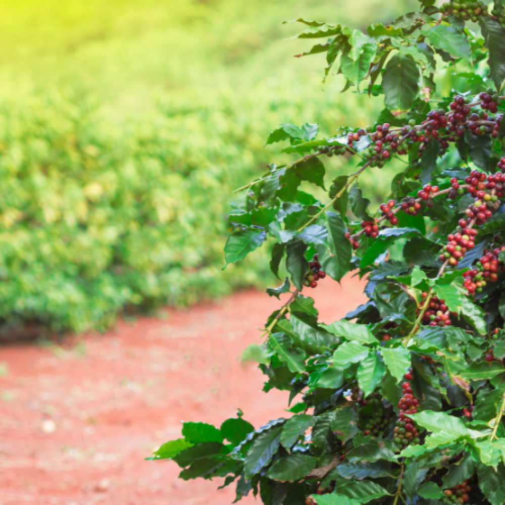 Chất lượng bắt đầu từ những hạt cà phê được chọn lựa kỹ lưỡng